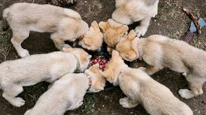 Maybe you would like to learn more about one of these? Wolf Puppies Are Adorable Then Comes The Call Of The Wild The New York Times