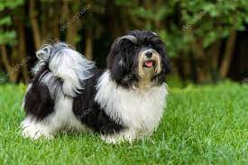 Happy Black And White Havanese Puppy In The Grass Stock Photo By C Mdorottya 127994320