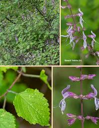 Image result for Ocimum labiatum