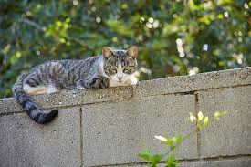 ‪Community Cats | Best Friends Animal Society‬‏