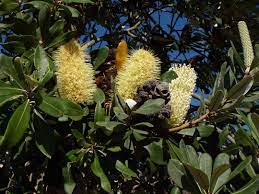 Banksia Intergrifolia Will Grow In Clay As Long As Well Drained Flower Candle Australian Plants Seeds