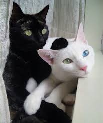 Black And White Cat With Brown Eyes A Cat Is Called Odd Eyed When It Has One Blue Eye And One Green Yellow Or Brown Eye This Condition Is Usually Seen In Soli Cute Animals Pretty Cats Animals
