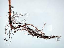 Maybe you would like to learn more about one of these? Raspberry Rubus Spp Root Rot Pacific Northwest Pest Management Handbooks