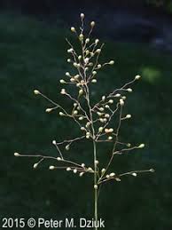 Image result for Dichapetalum edule