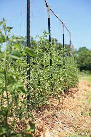 A simple way in keeping the growth of tomatoes upright. 53 Tomato Trellis Designs Completely Free Epic Gardening