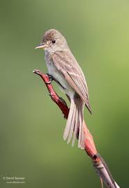 Birds Of Eastern Pa Willow Flycatcher Bucktoe Creek Preserve Avondale Pa Birds Bird Life List Flycatcher