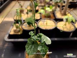 Image result for Gerrardanthus lobatus