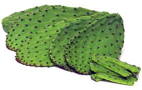 Image result for Cactus