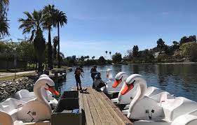 Maybe you would like to learn more about one of these? You Can Now Ride Swan Boats At Echo Park Lake