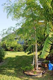 Moringa Tree Moringa Tree Moringa Tree