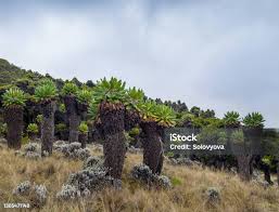 Image result for Dendrosenecio