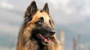 In 1892, professor reul wrote the first belgian shepherd dog standard, which recognized three varieties: Belgian Tervuren Price Temperament Life Span