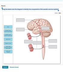 Maybe you would like to learn more about one of these? Drag The Labels Onto The Diagram To Identify The Chegg Com
