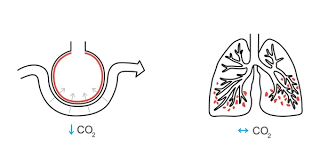 Image result for Diffusing Capacity