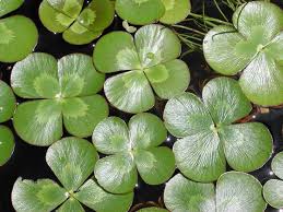 Image result for Marsileaceae