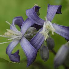 We did not find results for: Clematis I Am Stanislaus Clematis I Am Stanislaus Online Kaufen