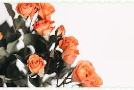 The sun does not shine for a few trees and flowers, but for the wide world's joy. 72 Quotes About Roses Life Love And Thorns Proflowers Blog