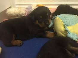 Rottweiler supercute rottweiler puppies ready for rehoming, they come with kc registration pappers and they are lively with kids around them.for more pics and. Registered Rottweiler Puppies For Sale In Montgomery Alabama Classified Americanlisted Com