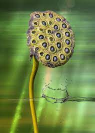 Lotus Water Lily Seed Pod By Bill And Linda Tiepelman Seed Pods Lotus Flower Seeds Floating Plants