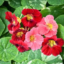 Image result for Nasturtium