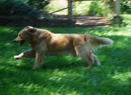 .pelaminan model jawa 3dwarehouse every decor decoration akad nikah lamaran gunungan jawa. Con El Papo D E P I L A D O Maseera The Sound Of The Jannat Pages Directory