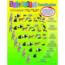 Chart Scientific Classification Animal Classification