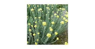 Image result for Helichrysum helvolum