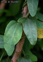 Image result for Cocculus hirsutus