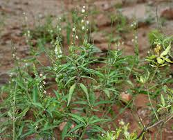 Image result for Croton madandensis