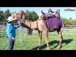 How do i configure password options on camel endpoints without the value being encoded? How To Saddle A Camel Youtube