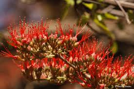 Image result for Schotia brachypetala