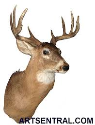 Use alone or mix and match components. Artsentral Com Deer Shoulder Mount Real Deer Head Mount Taxidermy Wild Animal Wall Mount Buy Online In Sweden At Sweden Desertcart Com Productid 79536095