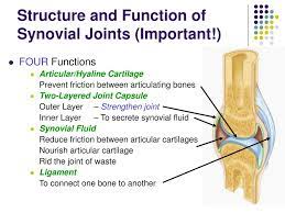 Ppt Joints Powerpoint Presentation Free Download Id 529693