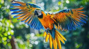 Image result for tbn:ED285OK8yRCGdM::www.hawanaajd.com/backgd/data/media/4/Wallpapers_-_Parrots_-_01.jpg