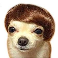 Worderful Dog Bobo Wig Pet Hair Accessories High Temperture Wire Wig Pet Headwear For Dogs Read More At The Im Pet Costumes Small Dog Costumes Cat Costumes