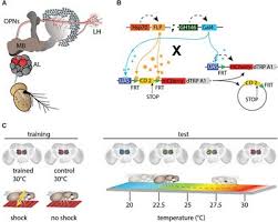 Read comments below about 6514569696. Frontiers Stochastic And Arbitrarily Generated Input Patterns To The Mushroom Bodies Can Serve As Conditioned Stimuli In Drosophila Physiology