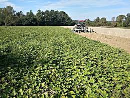 Johnson's family farms will be opening our fields at our hobart location for upick this summer! Advocating To Put Better Meals On School Children S Plates Carolina Farm Stewardship Association