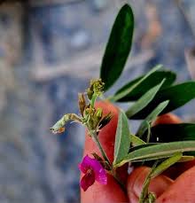 Image result for Tephrosia paniculata