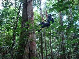 Find its location, facts, map, things to do, accommodations and more here. The Tallest Trees In The Amazon Amazon Rainforest