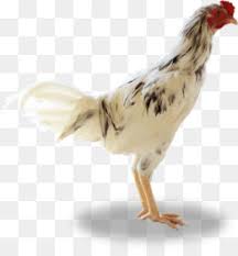 ayam kampong png and ayam kampong transparent clipart free download cleanpng kisspng ayam kampong png and ayam kampong