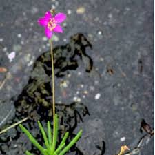 Image result for Talinum tenuissimum