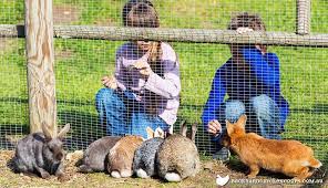 Maybe you would like to learn more about one of these? How To Rabbit Proof Your Garden