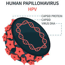 Image result for human papillomavirus symptoms