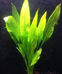 We did not find results for: Underwater And Overwater Flowering Aquarium Plants