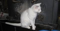 Dr kate schottman is currently off for the summer, but expects to be available on a part time basis at eastside veterinary. Community Pet Hospital 6552 Summer Ave Memphis Tn 38134 Yp Com