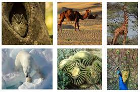 Organisms Adaptations Texas Gateway