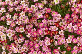 Image result for Galiniera saxifraga
