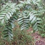 Image result for Cnestis polyphylla