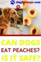If your dog is suffering from diarrhea, you'll want to limit their food intake for the day. Can Golden Retrievers Eat Peaches And Are They Safe Or Toxic Dog Feelings