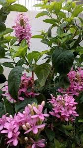 Image result for x Ruttyruspolia 'Phyllis van Heerden'